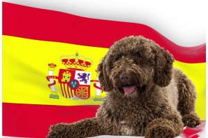Испанско водно куче