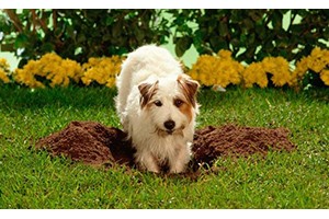 Защо кучетата обичат да копаят?