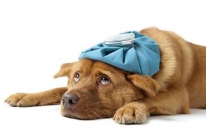 5 често срещани болести при кучетата, които могат да се дължат на неправилно хранене