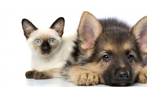 Могат ли куче и котка да живеят заедно?