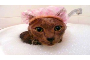 Къпане и хигиена при котката!